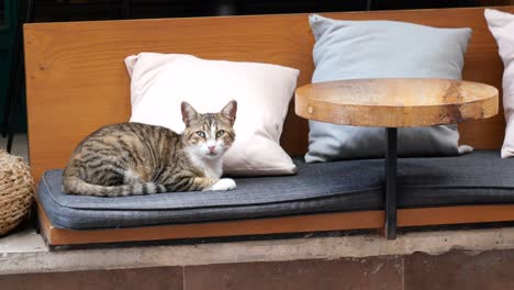 cat relaxing on a bench in a cafe