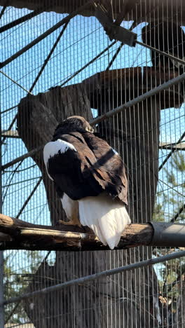 majestic bird perched in an enclosure. a large black-and-white bird perches on a branch in its netted enclosure