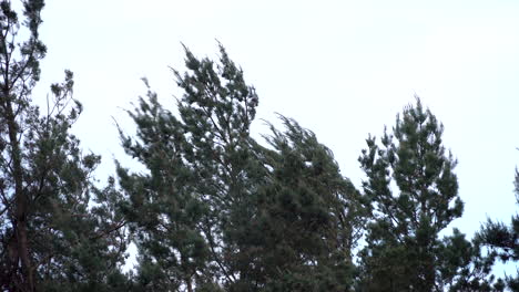 Ramas-De-árboles-De-Coníferas-Balanceándose-En-El-Viento-Contra-El-Cielo-Despejado---Tiro-De-ángulo-Bajo