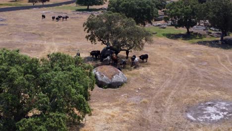 Bullenfarm-Aus-Der-Luft-Gesehen