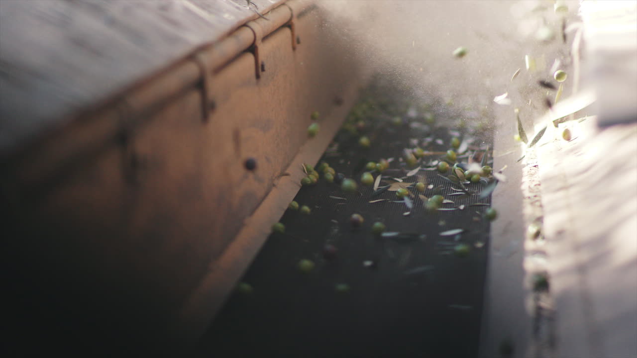 Olives being processed on a conveyor belt
