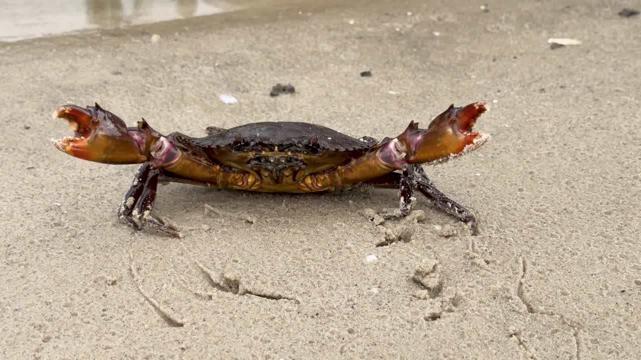 Um caranguejo-de-lama levanta suas grandes garras em defesa enquanto se move pela areia costeira molhada