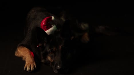 Lindo-Triste-Perro-Pastor-Alemán-Con-Sombrero-Rojo-De-Navidad-Acostado-Ojos-Hacia-Abajo-Se-Levanta