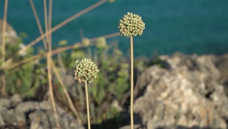 allium antonii bolosii is a type of wild onion or garlic, growing in dry and rocky environment