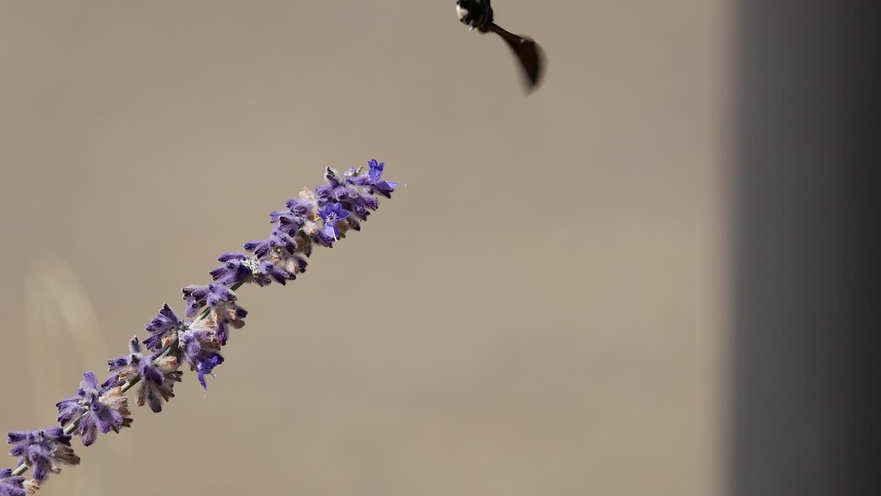 어머니는 라벤더 꽃을 먹으며 떠다니고 있습니다.