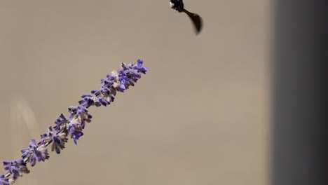 la madre flotando y alimentándose de las flores de lavanda