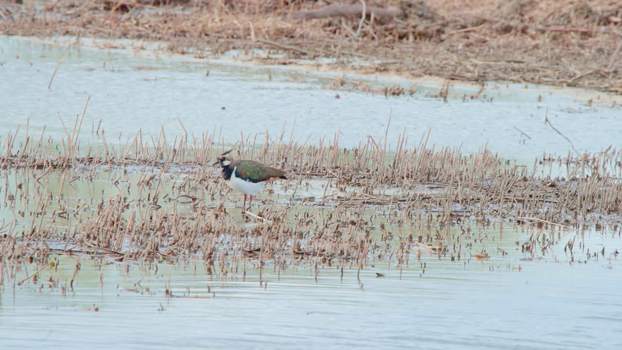 el ala del norte limpiando sus plumas en aguas poco profundas cerca de la costa seca