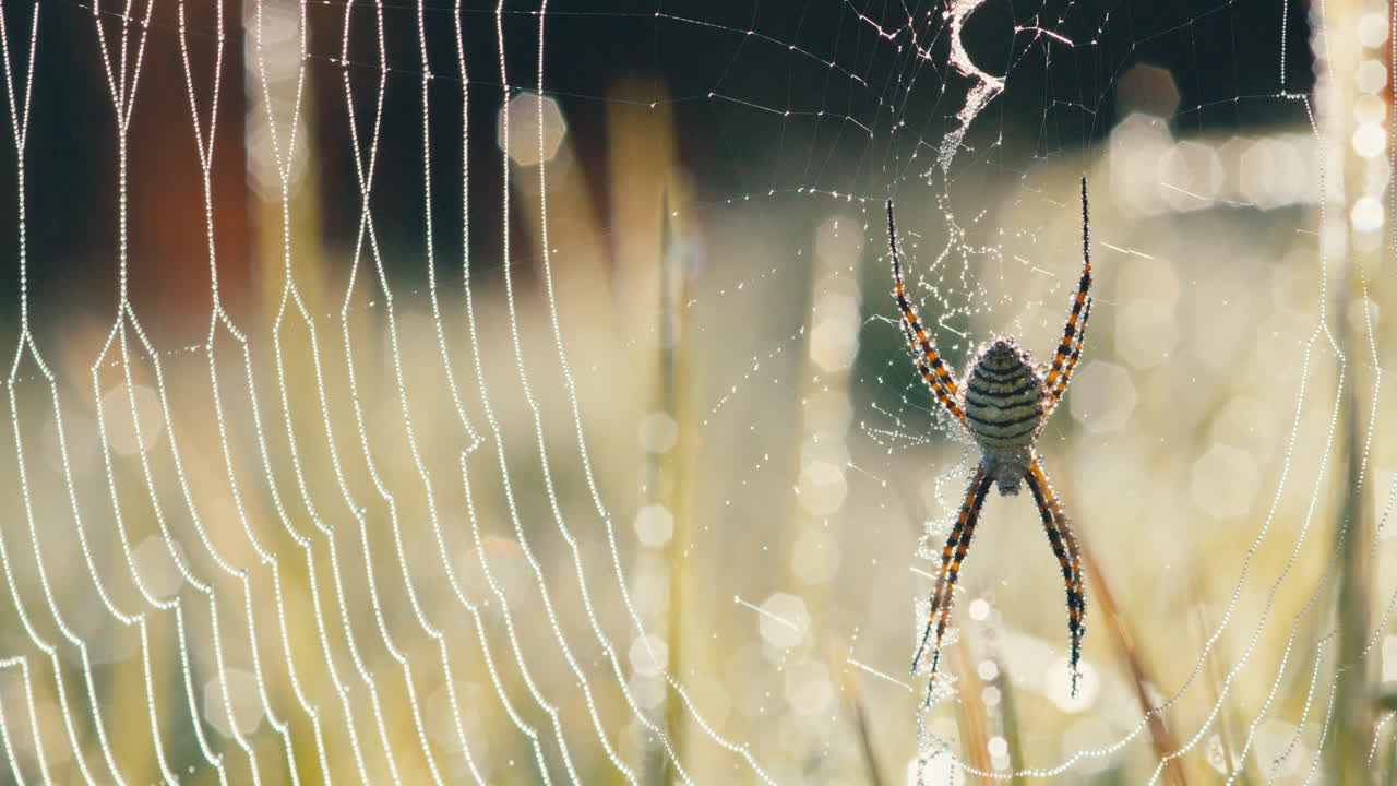 araña de jardín de bandas y tela cubierta de rocío matutino en un campo de hierba durante el amanecer, disparo estático medio con pequeño destello de lente