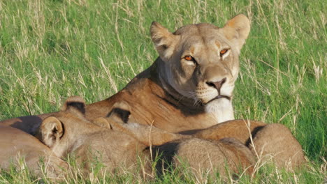 Schöne-Löwin-Mutter-Mit-Ihren-Jungen-Jungen-Beim-Säugen,-Savuti,-Botswana