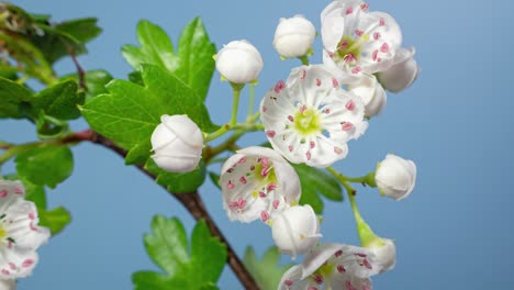 macro time lapse hawthorn tree flowers blooming on blue background