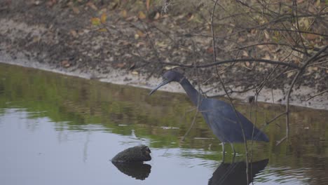 little blue heron hunting for fish in shallow water in florida's myakka river state park