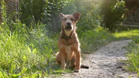 street dog barking, small dog barking at a stranger