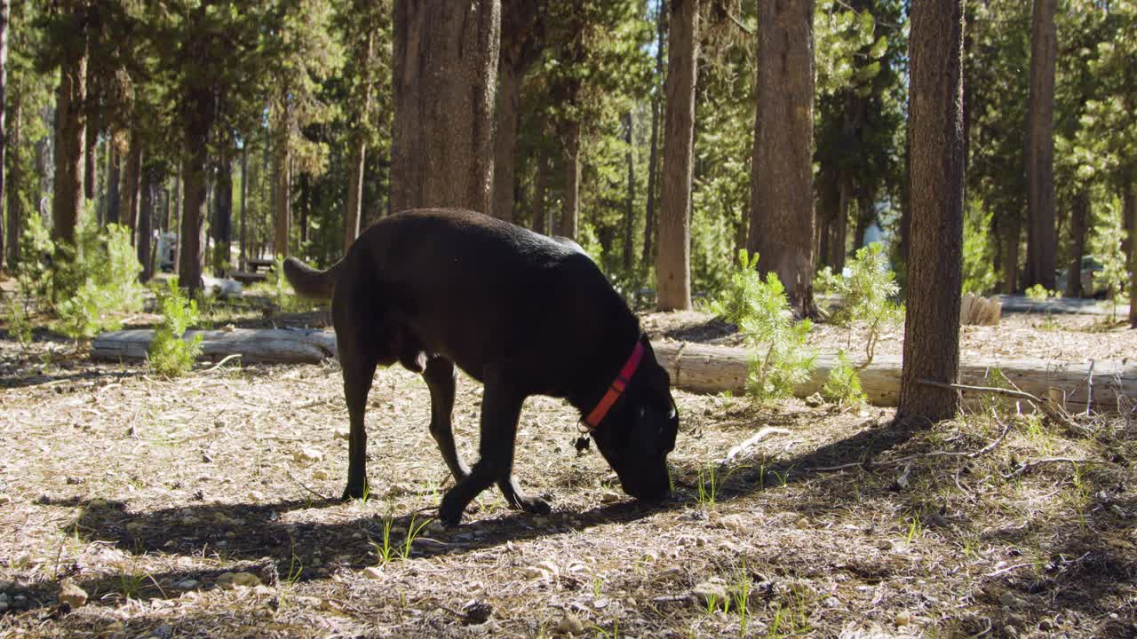 laboratorio negro olfateando en el bosque en un brillante día de verano