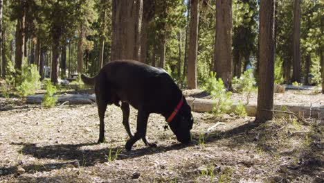 black lab sniffing in the woods on a bright summer day