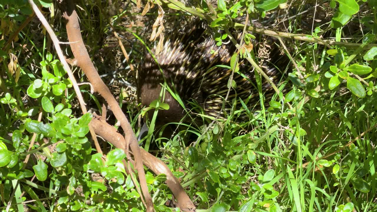 Wild echidna camouflaged in dense grass and foliage, natural daylight, static close-up shot