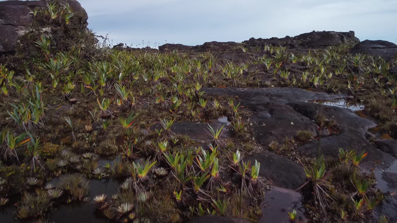 Splendida veduta aerea ravvicinata della vegetazione in cima al tepui Roraima nel Parco Nazionale Canaima.
