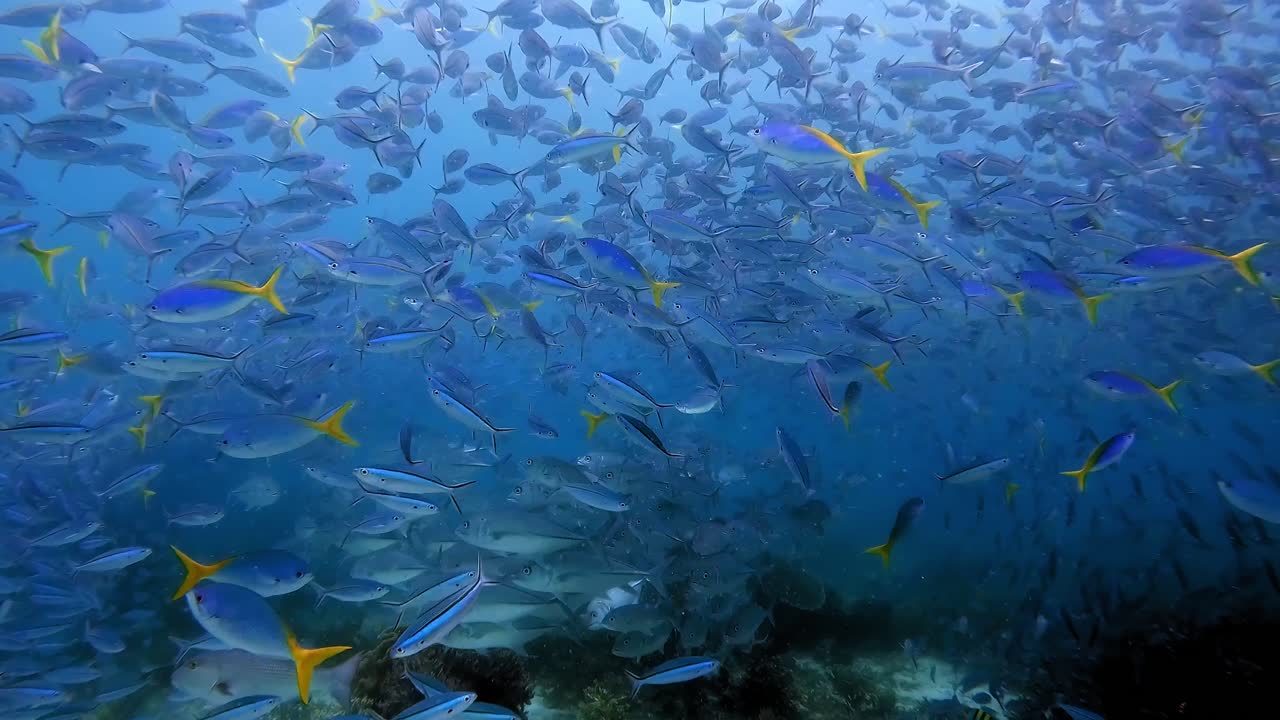 A dense school of fusiliers being stalked by Bluefin Trevallies and Jackfish just below the school above a coral reef