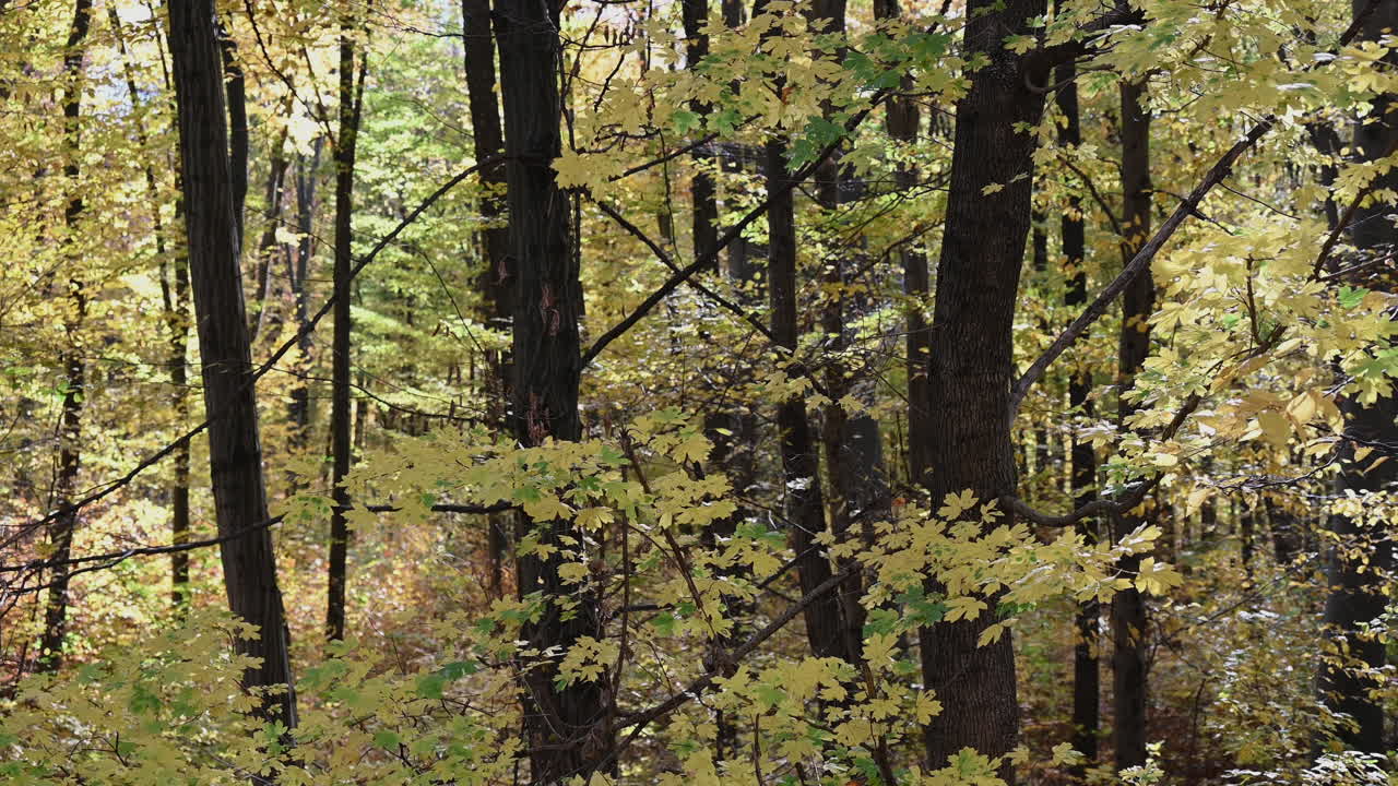 Sunlit Autumn Leaves in Dense Forest