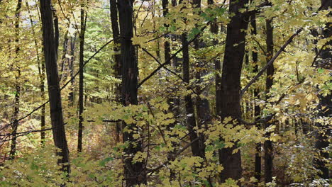 sunlit autumn leaves in dense forest