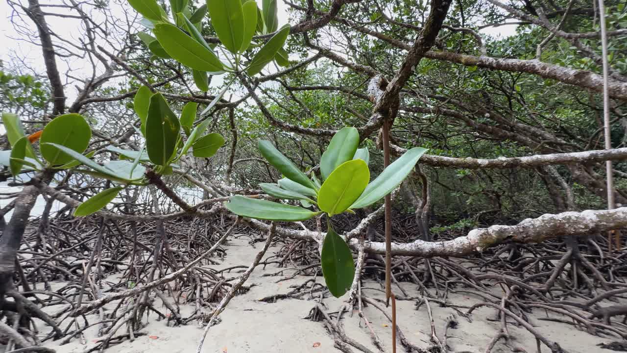 Mangrove trees with intricate roots and green leaves in a sandy rainforest environment, captured in natural lighting