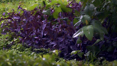 Gotas-De-Lluvia-Acariciando-Con-Gracia-Las-Vibrantes-Hojas-De-La-Planta-Bunce