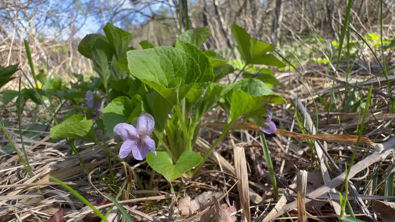 Wood violet (Viola riviniana) flower moving in the wind in the wild. Estonia.