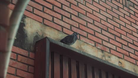 Pidgeon-Paraguayo-Sentado-Y-Mirando-Confundido