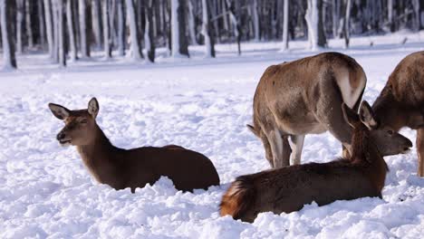 Múltiples-Alces-Tumbados-En-La-Nieve