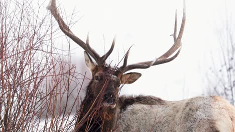 Alce-Toro-En-El-Invierno-En-Montana