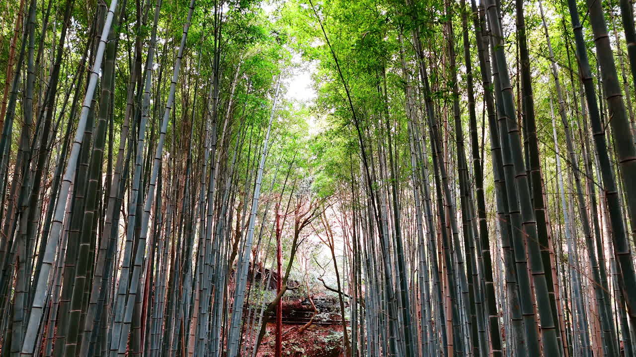Bamboo forest in Kyoto, Japan. Drone footage along the grey bamboo reed.