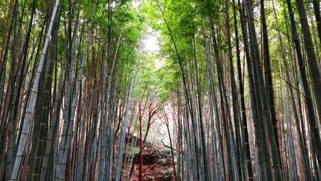 bamboo forest in kyoto, japan. drone footage along the grey bamboo reed.