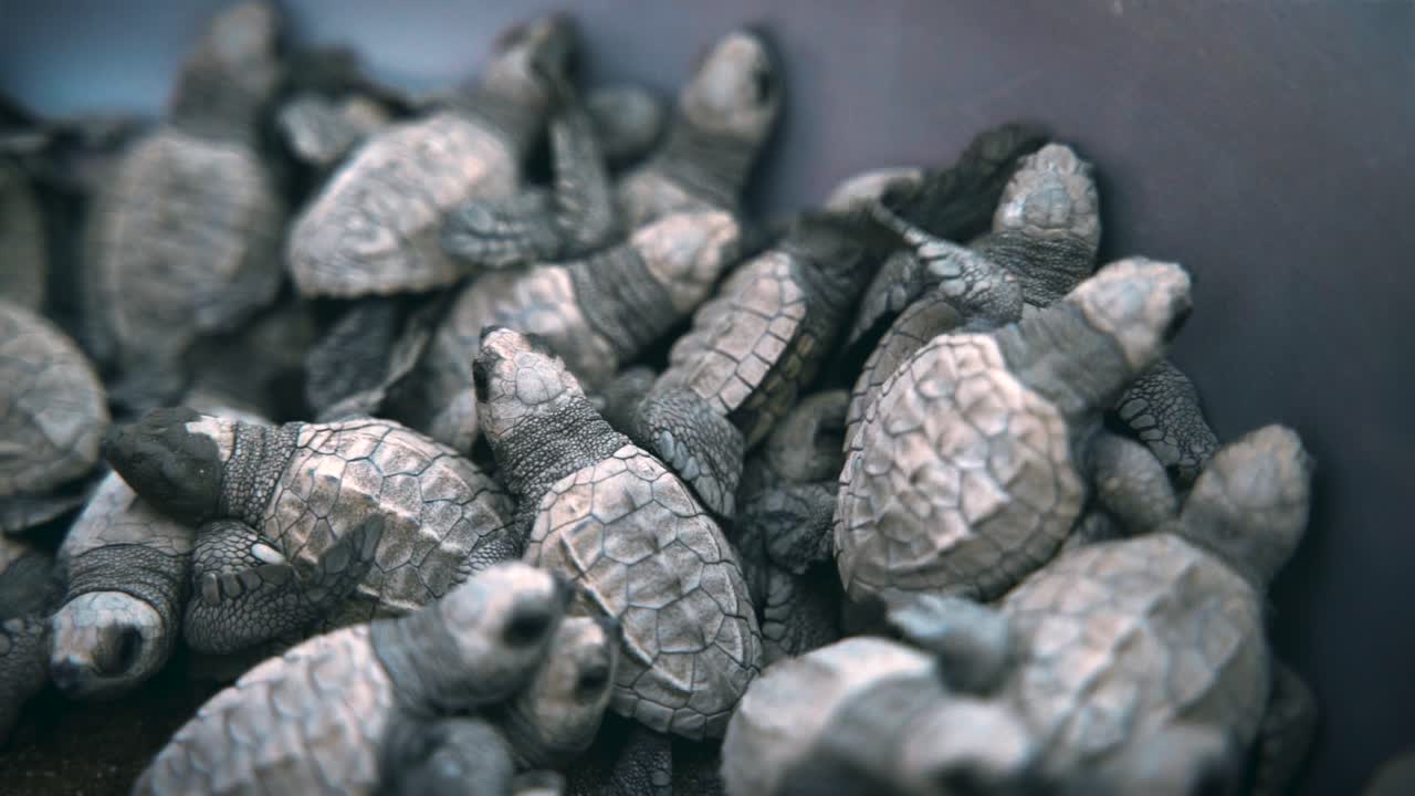 Group of baby turtles being released onto a sandy beach, wanting to head toward the ocean, crawling and flapping fins on top of each other, shallow depth of field