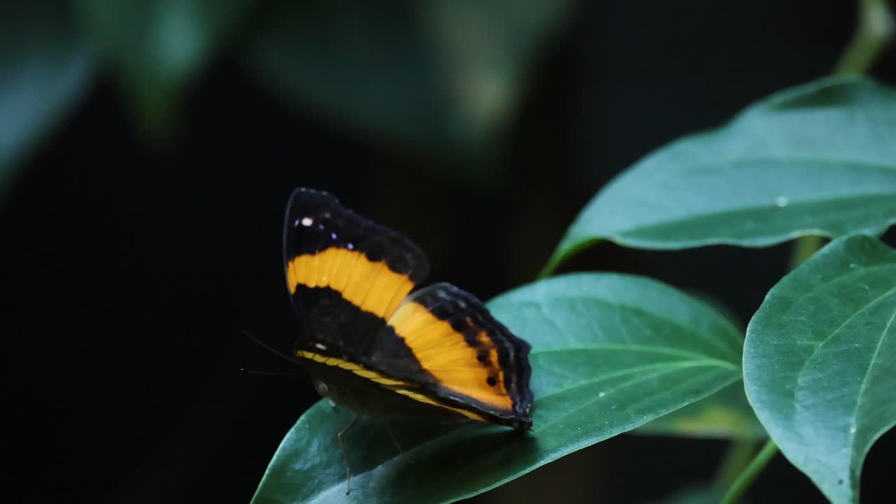 mariposa descansando y moviéndose en hojas verdes