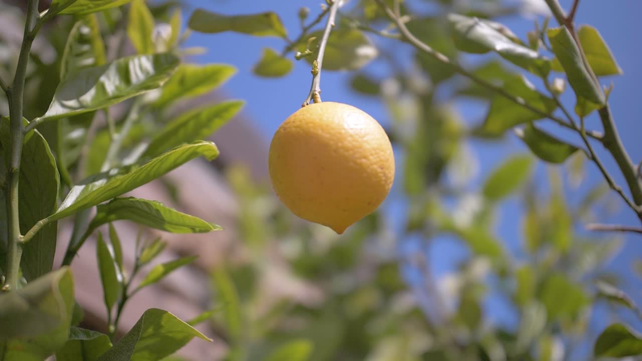 One yellow lemon is hanging on a branch against the backdrop of a blue sky