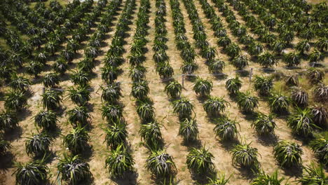 aerial, dragon fruit pitaya plantation