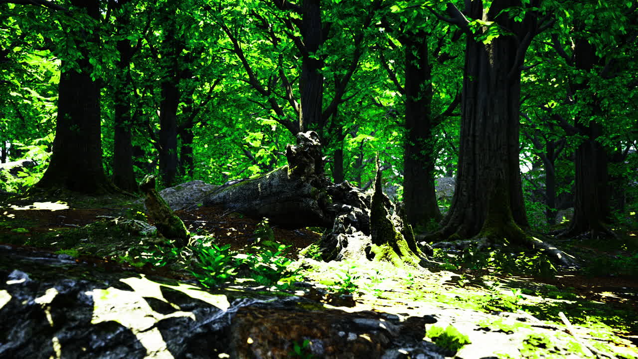 Lush green forest with sunlight filtering through the trees during daytime