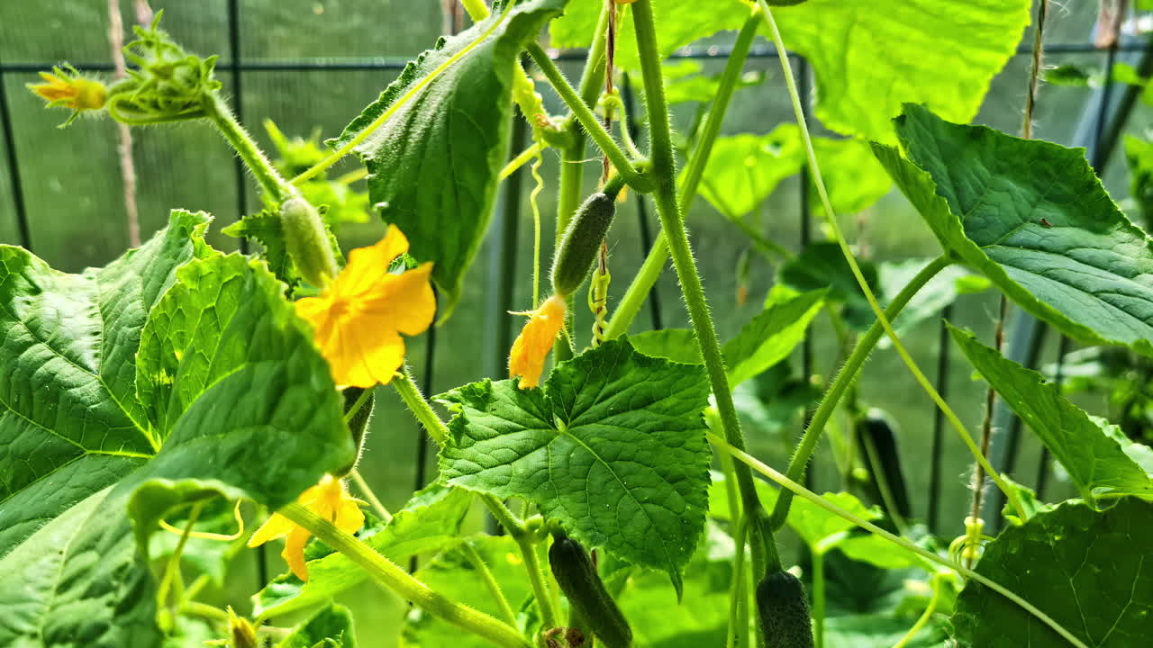 Cucumber or zucchini plants grow inside greenhouse with broad leaves and yellow blossoms