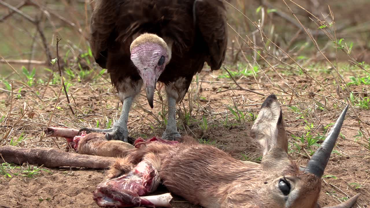 A scavenging Hooded vulture feeding on the remains of an impala antelope