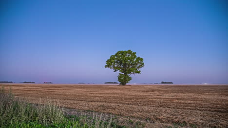 Zeitraffer-Des-Sonnenuntergangs-Am-Horizont-Und-Isolierter-Baum-Mit-Klarem-Himmel-Und-Autoverkehr-Im-Hintergrund