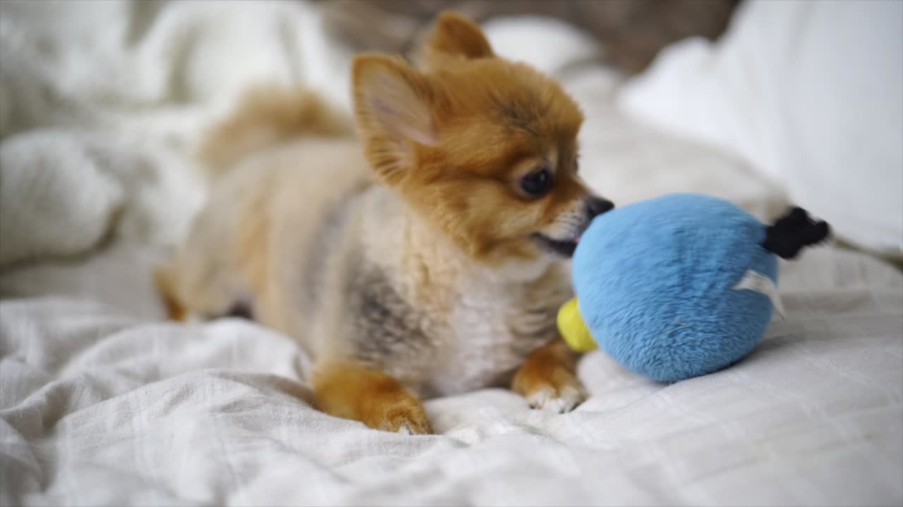 hermoso cachorro pomerania