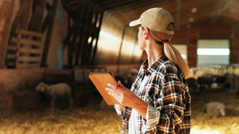 young caucasian woman using tablet and working in stable with sheep flock