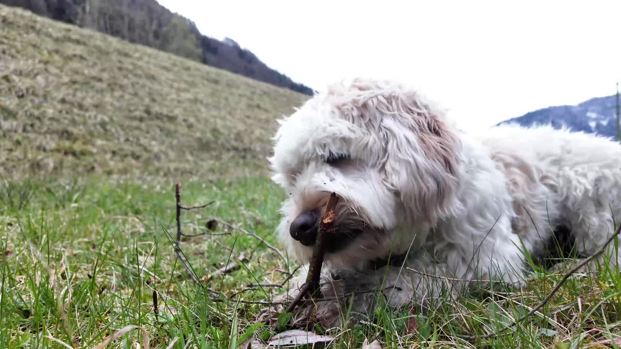 cerca de un perro peludo blanco masticando un palo de madera, al aire libre en la hierba