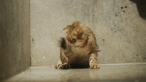 the owner is playing with the cat in the shower - the cat is trying to catch the jets of water with its paws