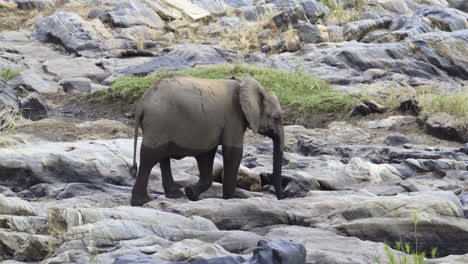 Afrikanischer-Elefant,-Der-Auf-Felsen-In-Der-Nähe-Des-Flusses-Läuft,-Zeitlupe