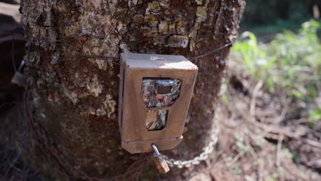 Close-up of a tree trunk with a metal camera trap lockbox attached for monitoring or data collection.