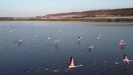 Video-En-Cámara-Lenta-De-Flamencos-Rosados-Tomando-Vuelo-Desde-Un-Estanque-En-La-Reserva-Natural-De-Vendicari,-Sicilia,-Italia