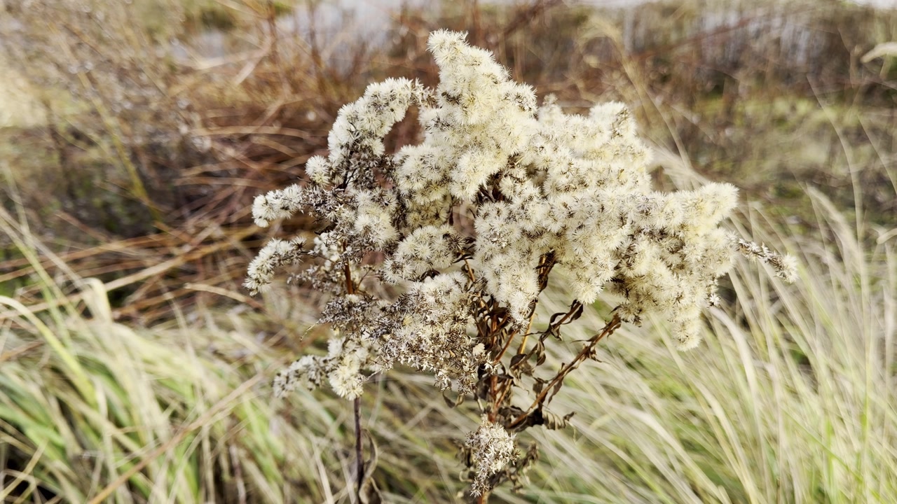 Close-up view of dried goldenrod against a blurred background