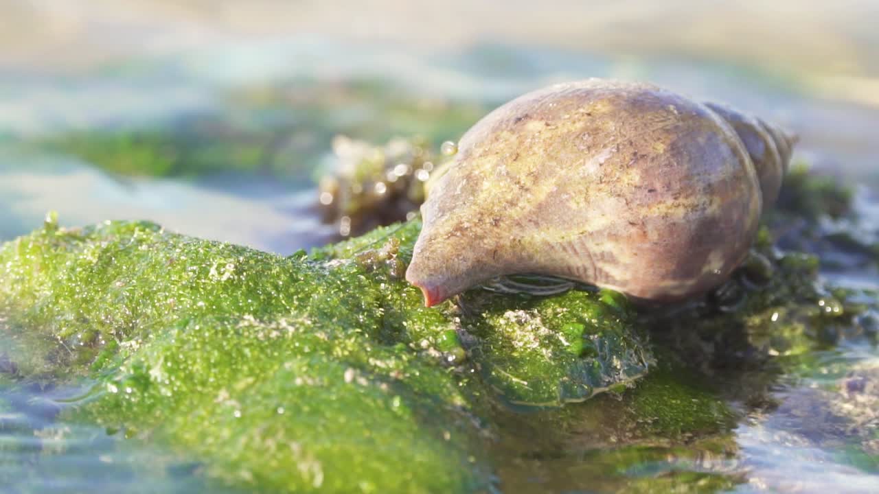 concha de caracol en rocas cubiertas de musgo verde con ondas de agua lavando en cámara lenta