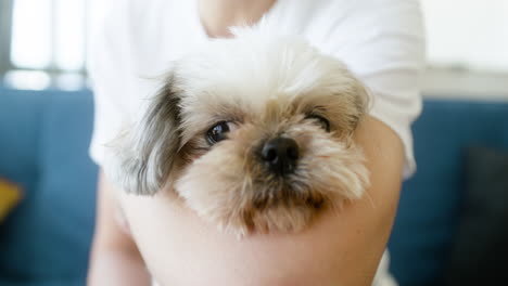 Close-up-view-of-a-dog-face