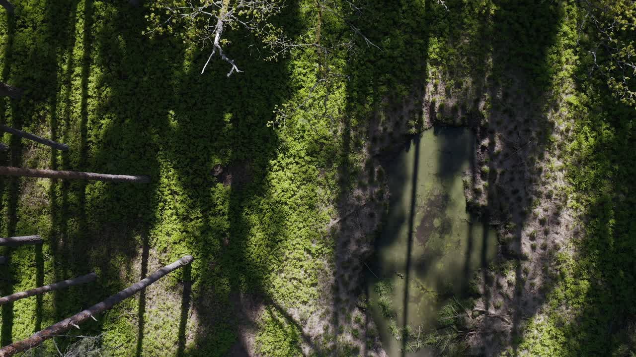humedales y árboles con suelo forestal cubierto de vegetación verde
